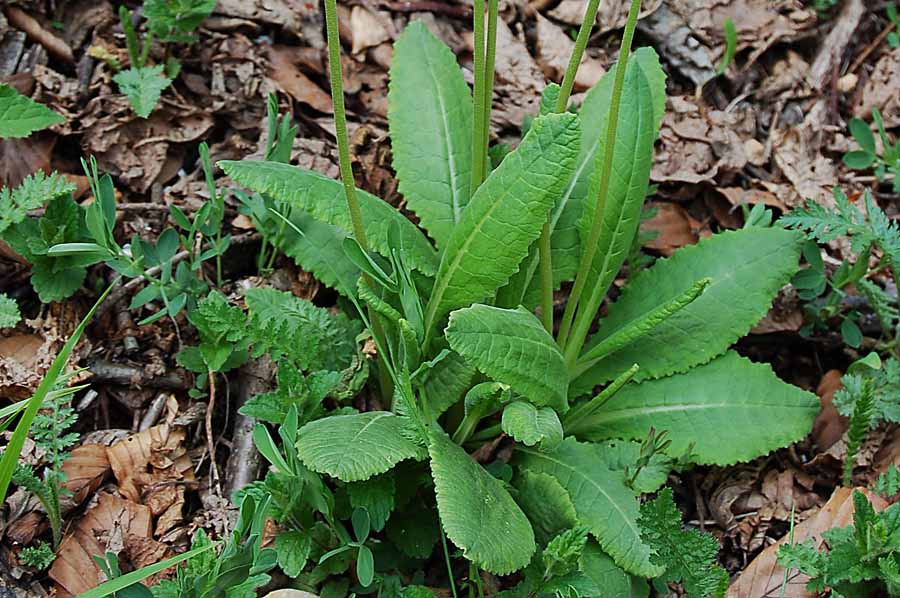 Primula veris  del Sengio Alto -  Primula x tommasinii